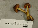 Cortinarius cinnamomeus image