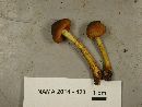 Cortinarius cinnamomeus image