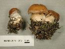 Cortinarius crassus image