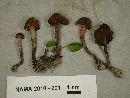 Cortinarius flexipes image