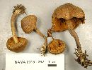 Cortinarius huronensis image