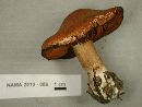 Cortinarius laniger image