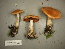 Cortinarius laniger image