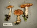 Cortinarius laniger image