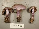 Cortinarius mutabilis image