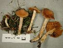 Cortinarius obtusus image