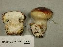 Cortinarius cupreorufus image