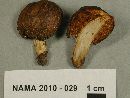 Cortinarius pinguis image