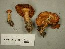 Cortinarius renidens image