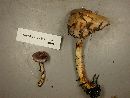 Cortinarius salor image