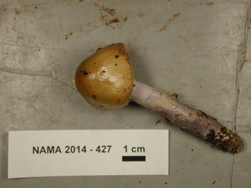 Cortinarius stillatitius image