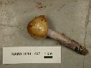 Cortinarius stillatitius image