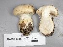 Cortinarius talus image