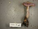 Cortinarius traganus image