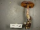 Cortinarius traganus image