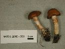 Image of Cortinarius zinziberatus