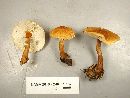 Cystoderma amianthinum image