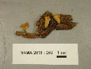 Dacryopinax spathularia image