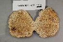 Daedaleopsis confragosa image