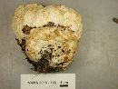 Entoloma abortivum image