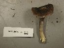 Entoloma bloxamii image