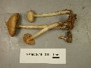 Entoloma strictius image