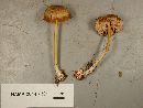 Entoloma formosum image