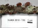 Exidia recisa image