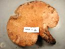 Fistulina hepatica image