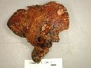 Fistulina hepatica image