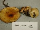 Flammulina populicola image