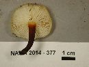 Flammulina populicola image