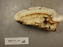 Fomitopsis officinalis image