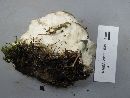 Fomitopsis spraguei image