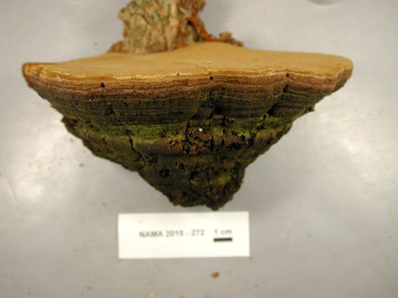 Fulvifomes rimosus image