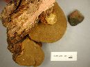 Phellinus robiniae image