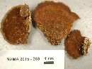 Phellinus gilvus image