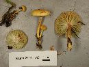 Hygrocybe laeta var. laeta image