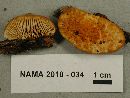 Gloeophyllum sepiarium image