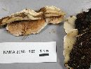 Gloeoporus dichrous image