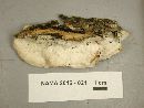 Gloeoporus dichrous image