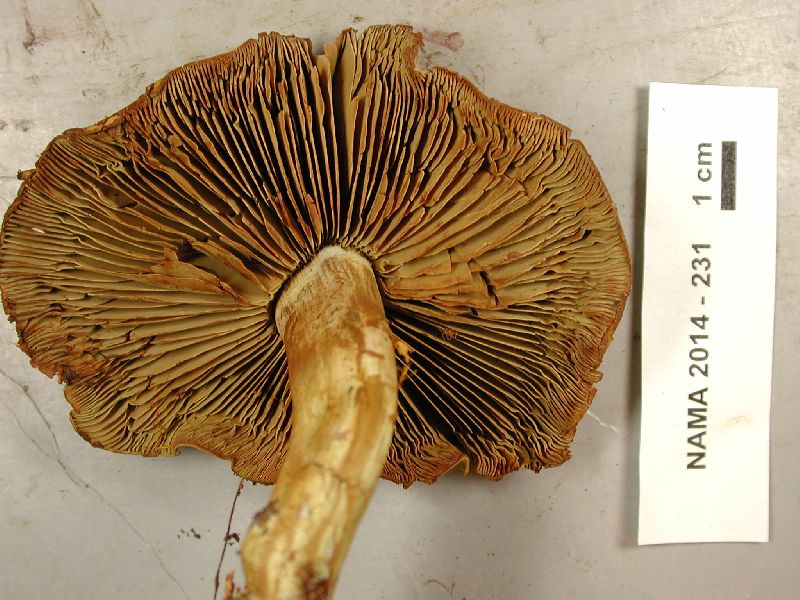 Gymnopilus punctifolius image