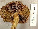 Gymnopilus punctifolius image