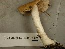 Hebeloma crustuliniforme image
