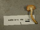 Hydnum umbilicatum image