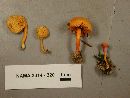 Hygrocybe parvula image