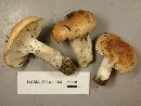 Hygrophorus bakerensis image