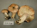 Hygrophorus pudorinus image