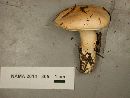 Hygrophorus pudorinus image