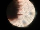 Hymenochaete rubiginosa image